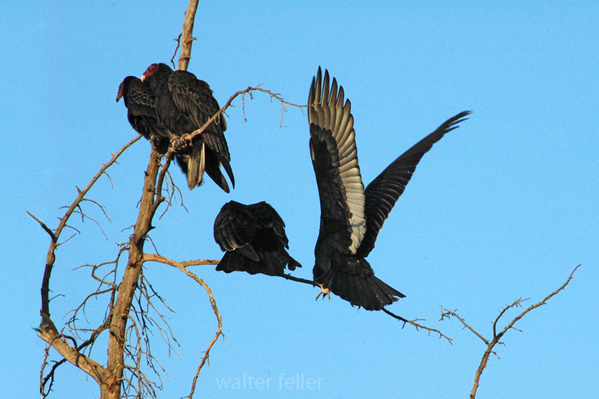 photo of vultures/buzzards in a tree