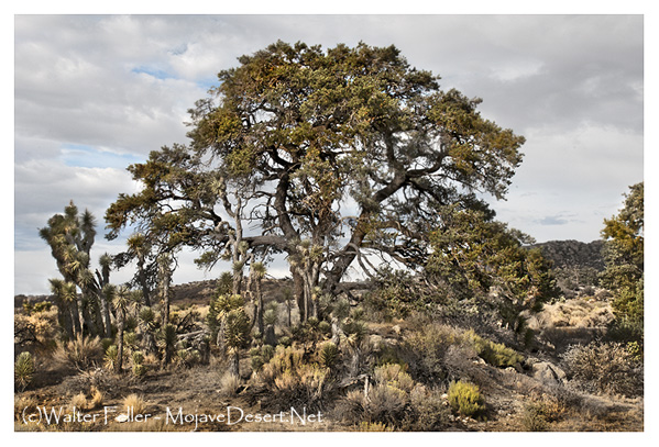 Showing the ecology of a transition zone between Joshua trees and pinon pine