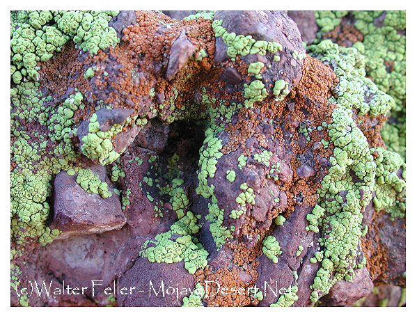 Lichen living on a rock