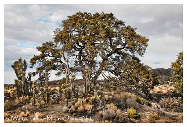 COMMENSALISM - Mojave Desert - Glossary of Terms and ...