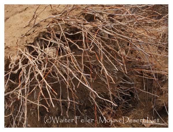 Rhizome rootlets of a yucca (Joshua tree)