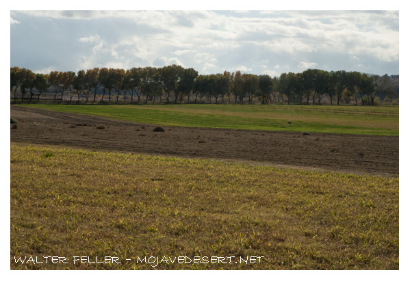 Oro Grande alfalfa field along the Mojave River near Lane's crossing