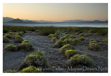 Soda Lake, Mojave National Preserve