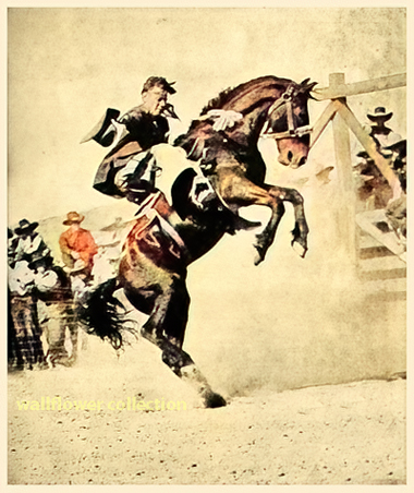 cowboy on a bronco in Victorville rodeo