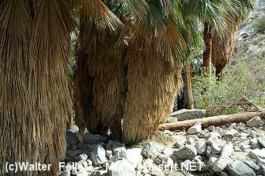 fan palm trees
