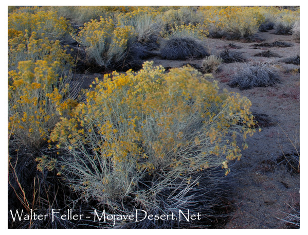Rabbitbrush in Buttermilk country near Bishop at the eastern base of the Sierra Nevada