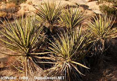 Mojave Yucca - Spanish Dagger