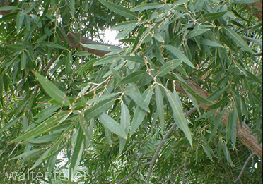 Desert willow