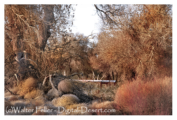 Tumbleweeds, weeds, strange trees and grasses in the Mojave River sands