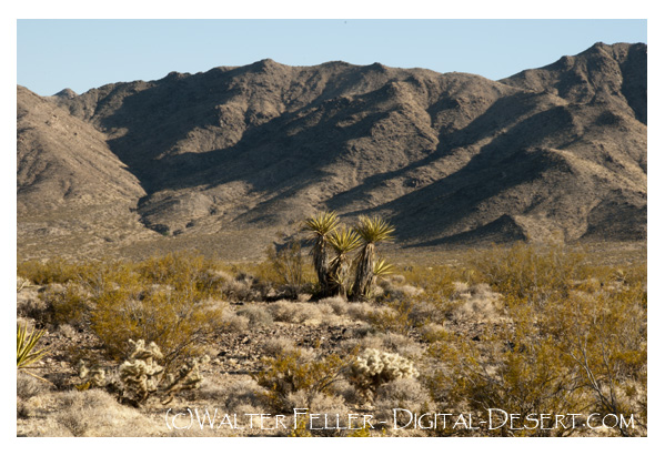cactus-yucca vegetation in the Mojave Preserve