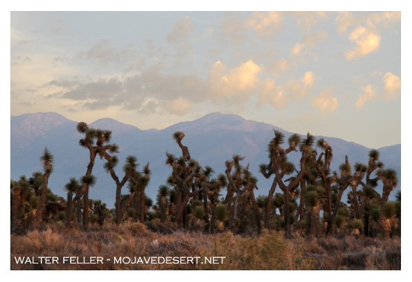 Joshua tree forest in Lancaster, Antelope Valley