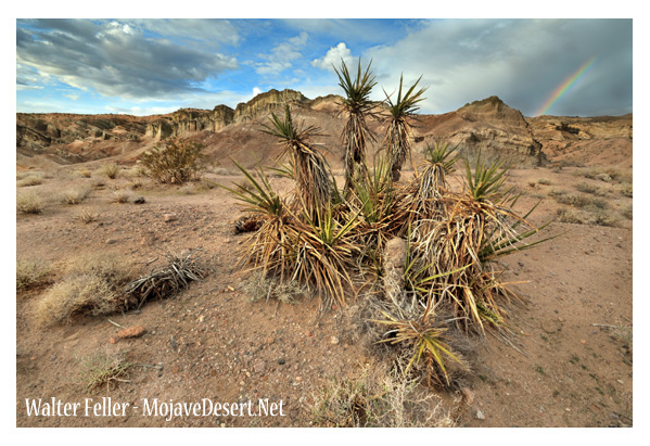 Mojave yucca in Owl Canyon near Barstow