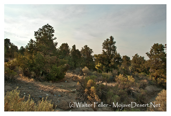 Juniper woodland south of Hesperia