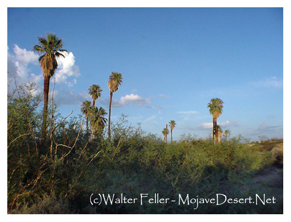 palm trees at Oasis of Mara