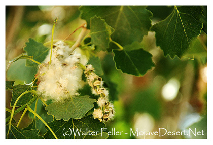 Photo of cottonwood tree blossom