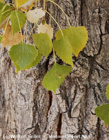 cottonwood tree leaf colorado