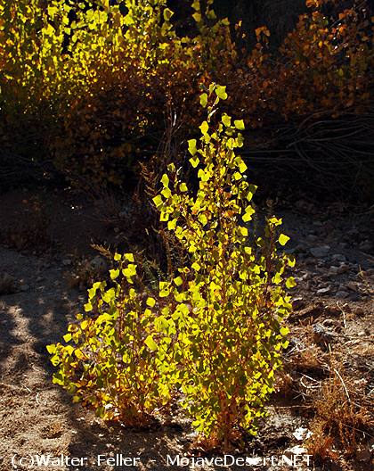 Fremont S Cottonwood Tree