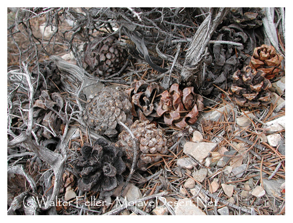 Cone litter under pinon pine tree