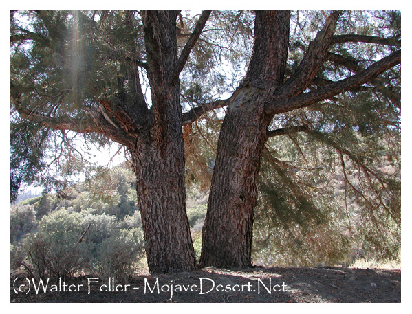 Multi-stemmed pinon pine tree