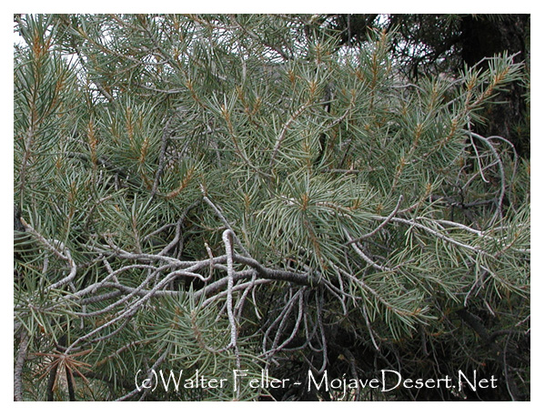 Single leaf pinon pine needles