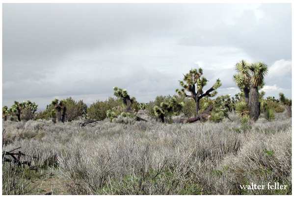 photo of Joshua trees in Mojave Desert