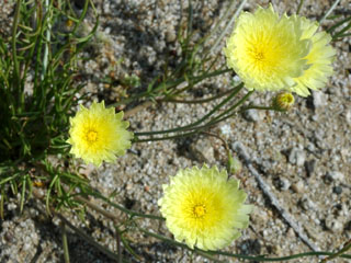 wildflower, Desert Dandelion