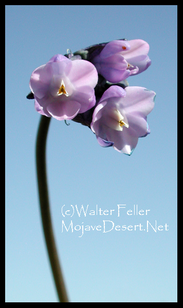 Mojave Desert wildflower, blue dick