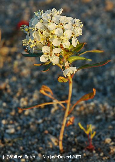 Booth's Primrose - Camissonia boothii ssp. desertorum