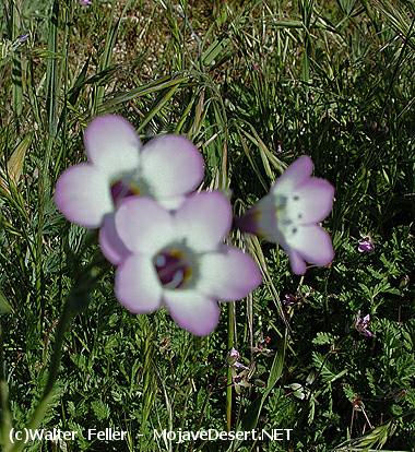 wildflower, Davy Gilia, gilia latiflora, ssp Davyi