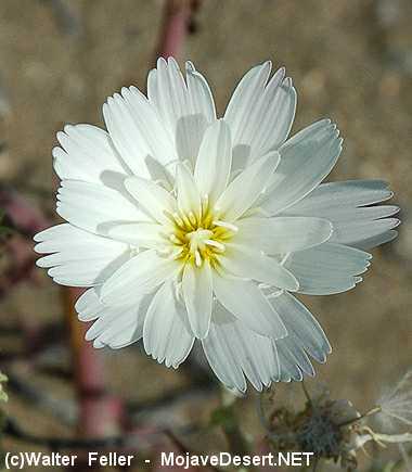 wildflower, desert chicory