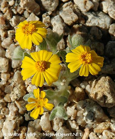 Wallace's Woolly Daisy - Eriophyllum wallacei - Desert Wildflowers