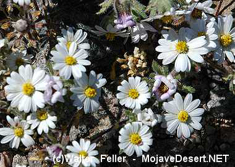 Desert star wildflowers