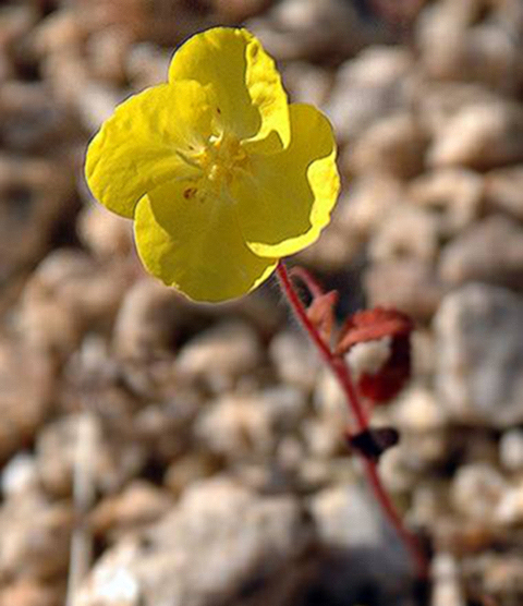 Mojave Sun Cup, Field Primrose - Camissonia campestris