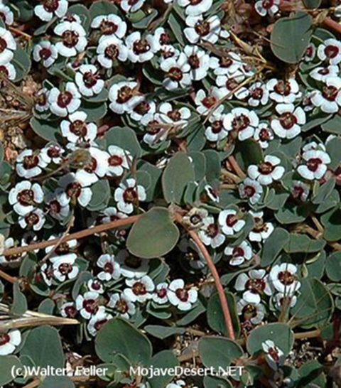Rattlesnake Weed - Euphorbia albomarginata