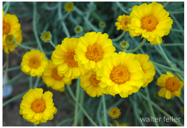 Desert Marigold - Baileya multiradiata