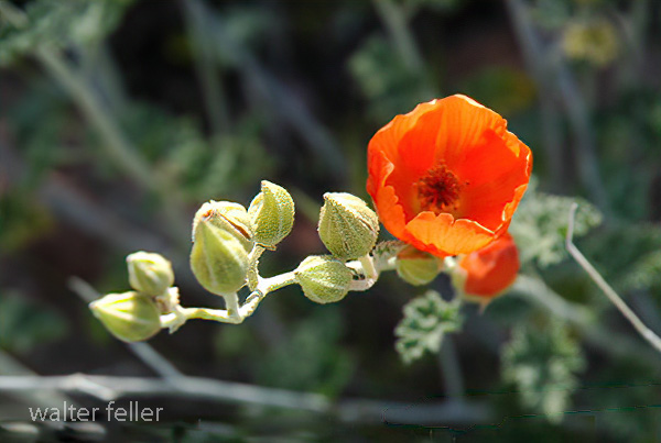 desert wildflowers -- globemallow