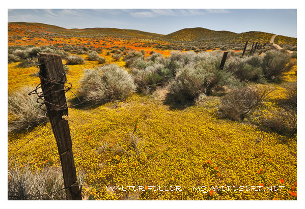 Goldfield wildflowers in the Antelope Valley