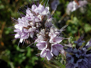 wildflower,Lacy Phacelia