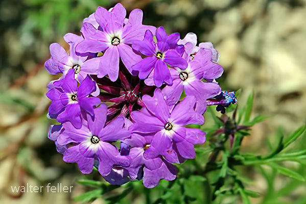 Southwestern Mock Vervain (Verbena gooddingii), Mojave Desert ...